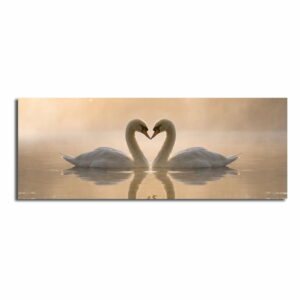 Obraz na plátne Swan Love