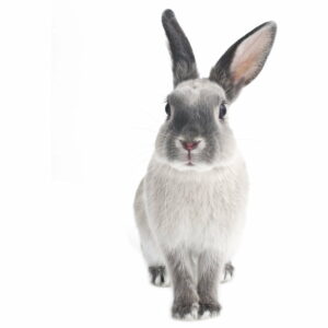 Nástenná samolepka Dekornik Rabbit Harry