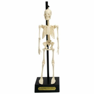 Model kostry Rex London Anatomical Rex London