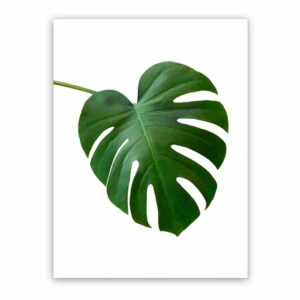 Obraz na plátne Styler Monstera