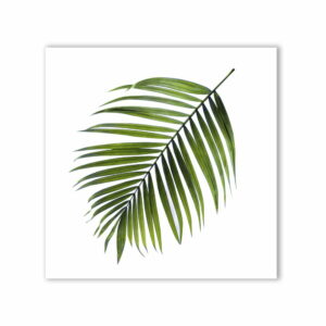 Obraz Styler Canvas Greenery Black Palm